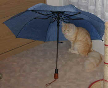 flavi unterm Regenschirm.jpg (35951 Byte)